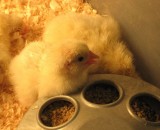 New born chick!